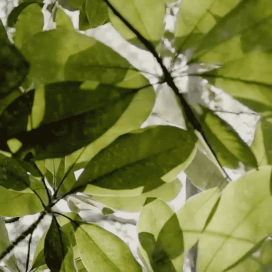 91209527.gif